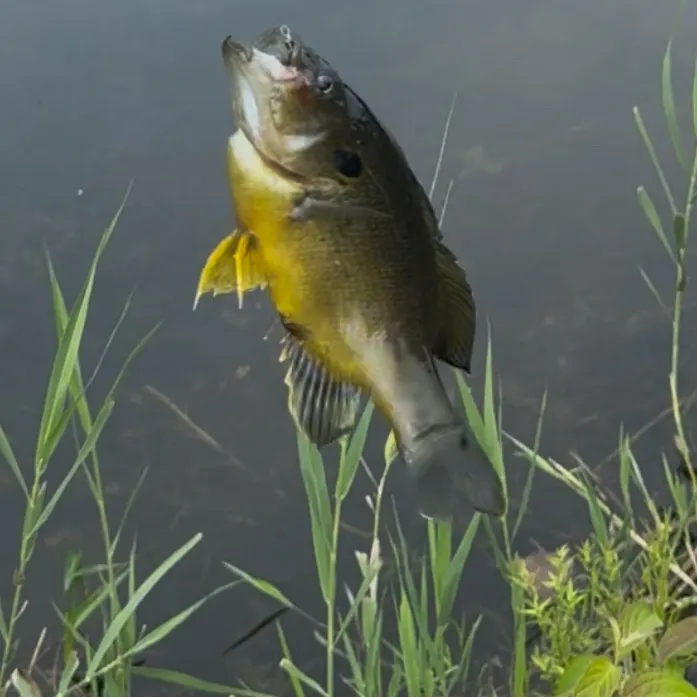 Bluegill caught on Fishbrain