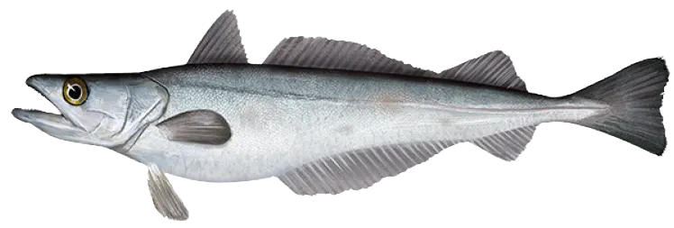 Silver hake