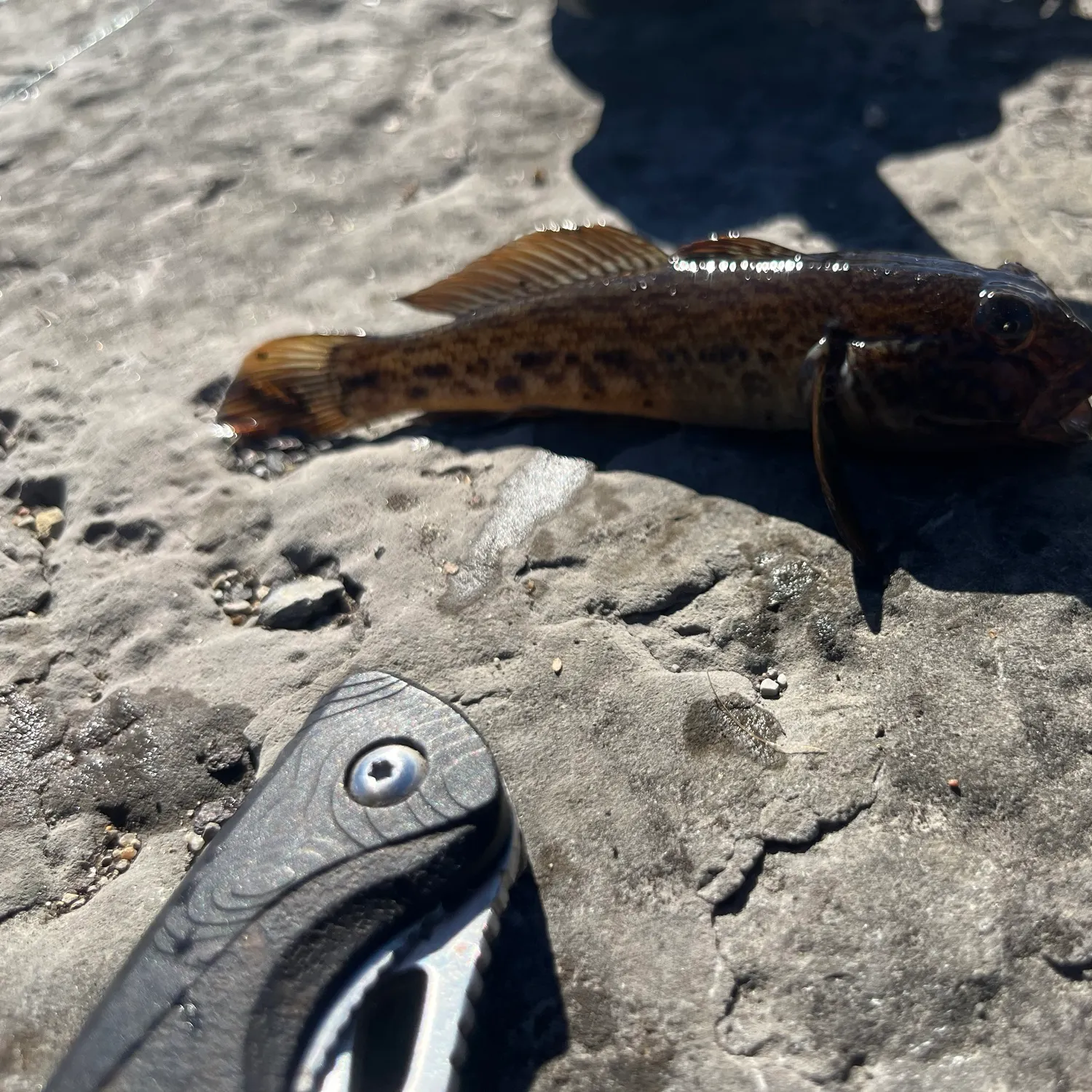 Round goby caught on Fishbrain