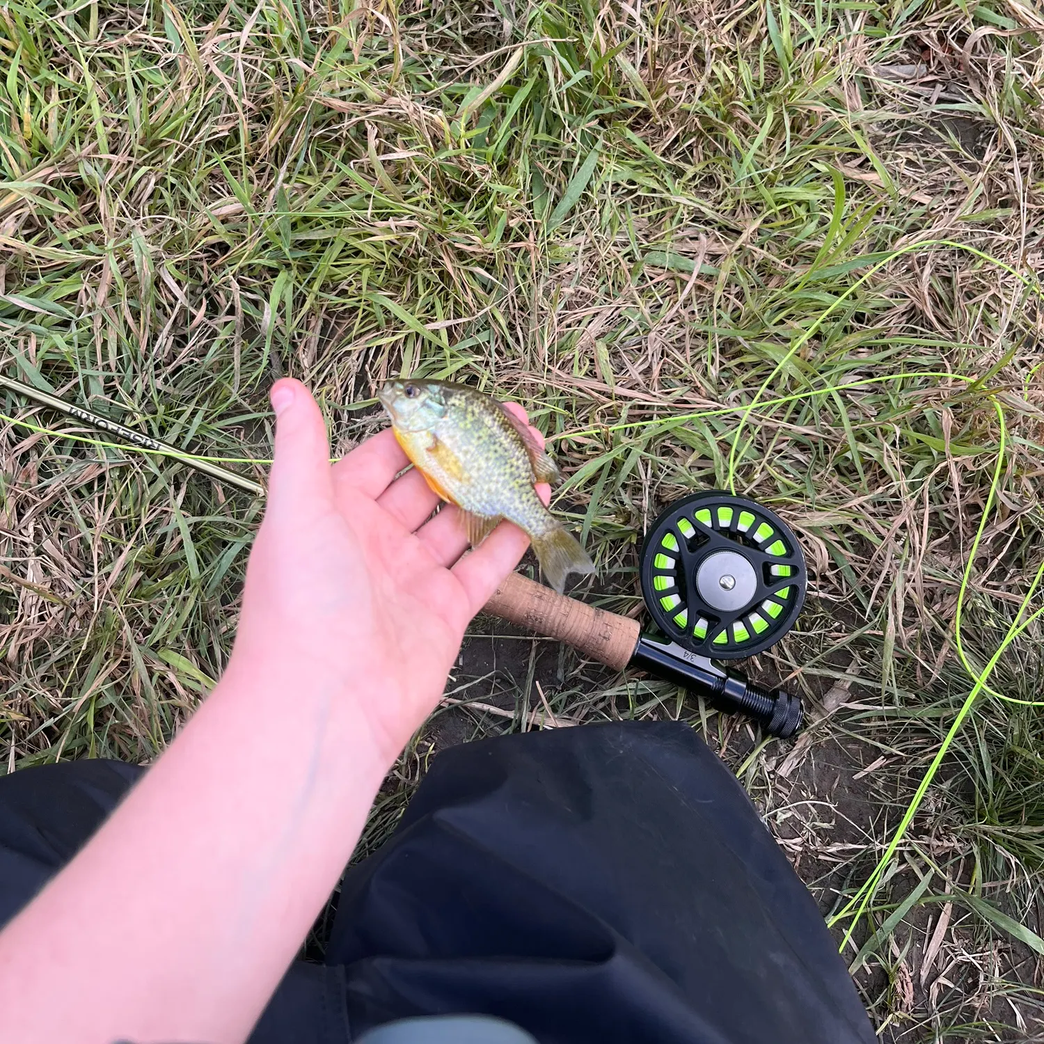 Pumpkinseed caught on Fishbrain