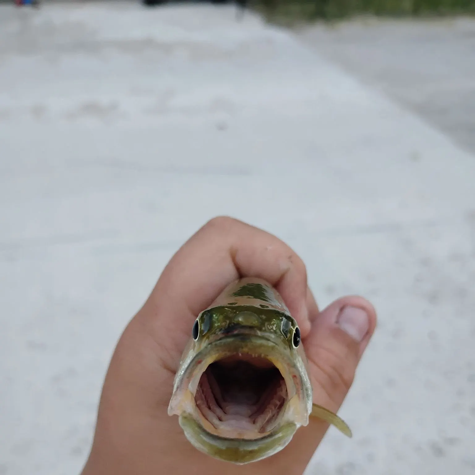 catch