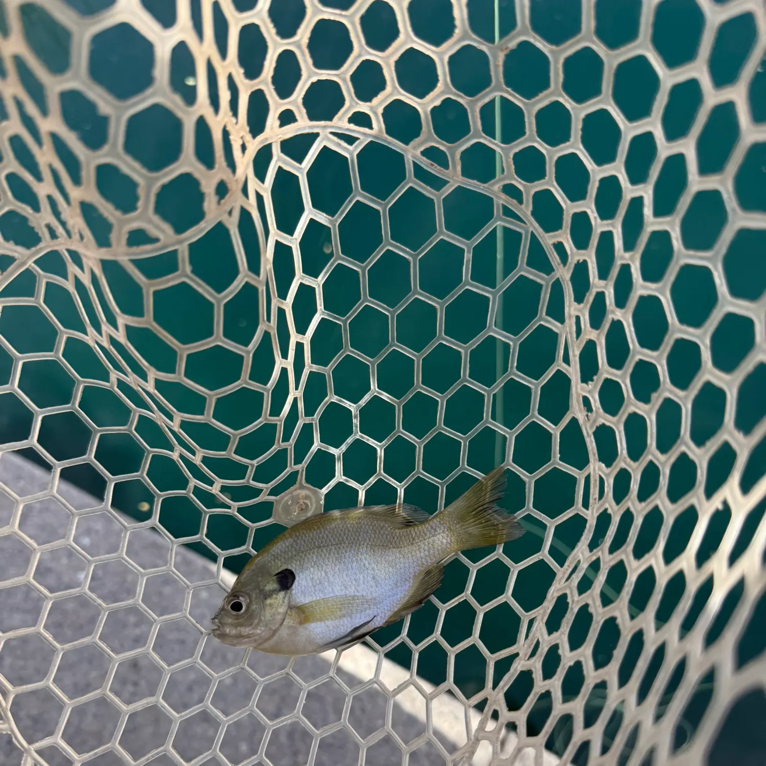 Bluegill caught on Fishbrain