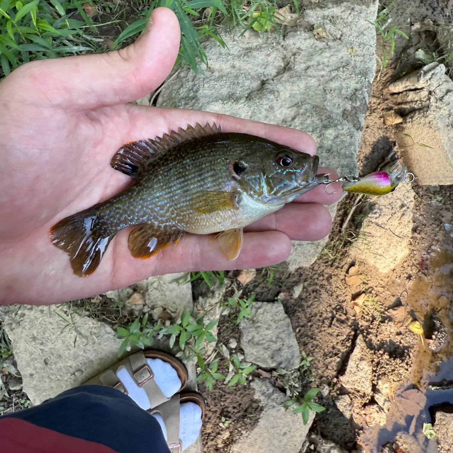 catch