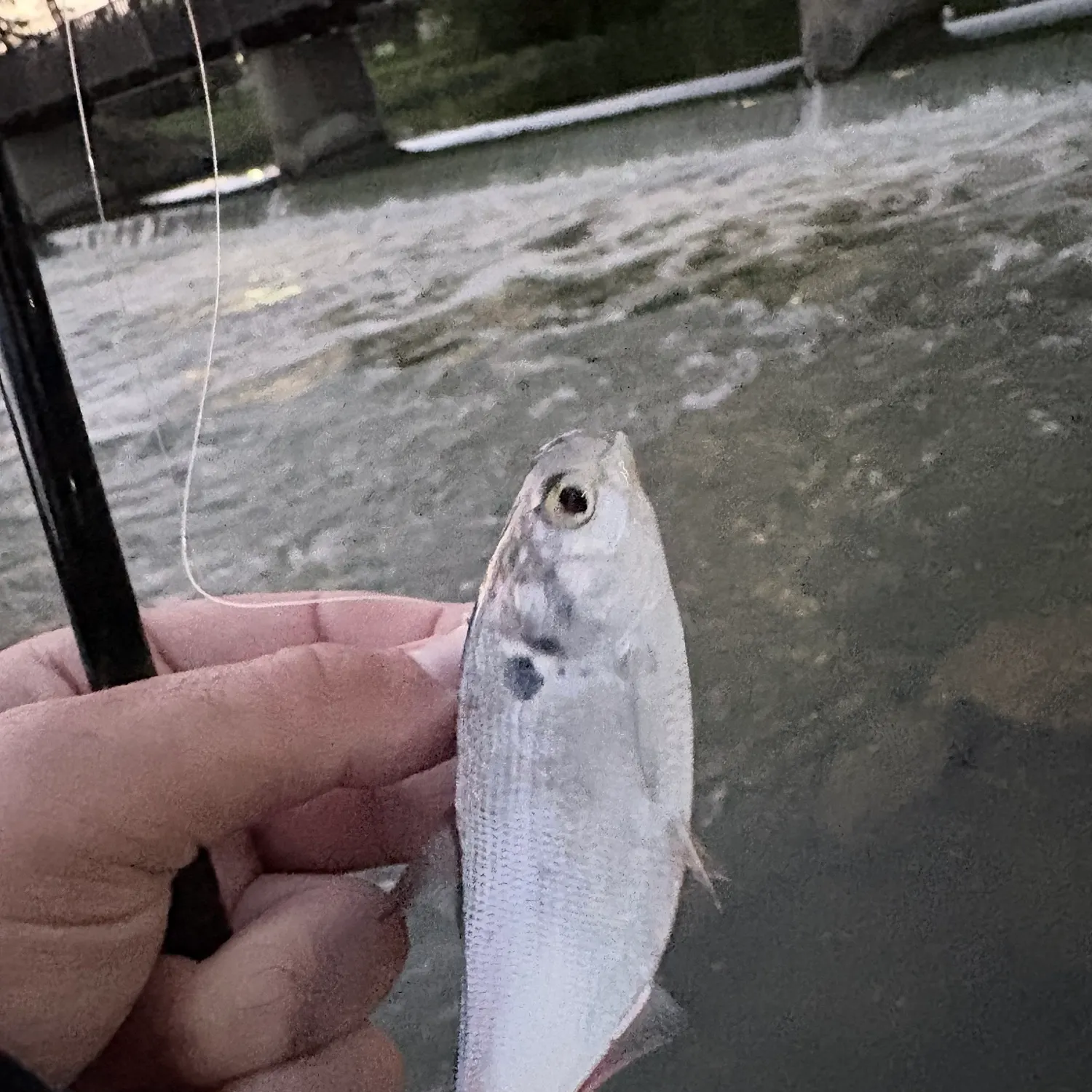American gizzard shad caught on Fishbrain