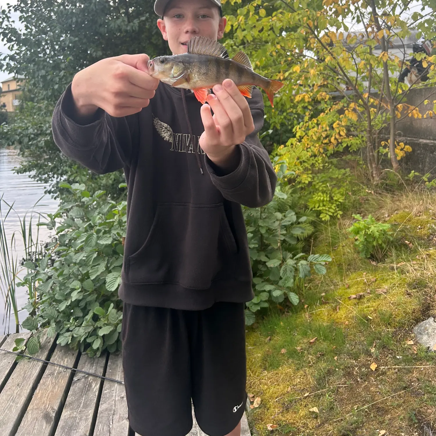 European perch caught on Fishbrain