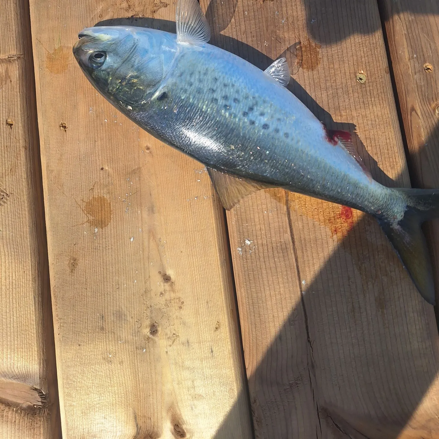 The most recent American shad catches on Fishbrain