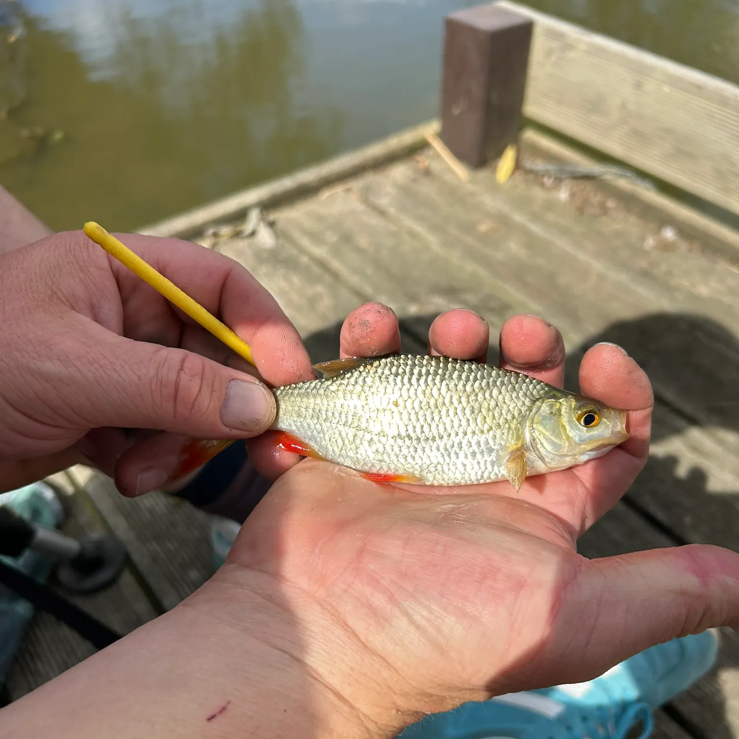 Common rudd caught on Fishbrain