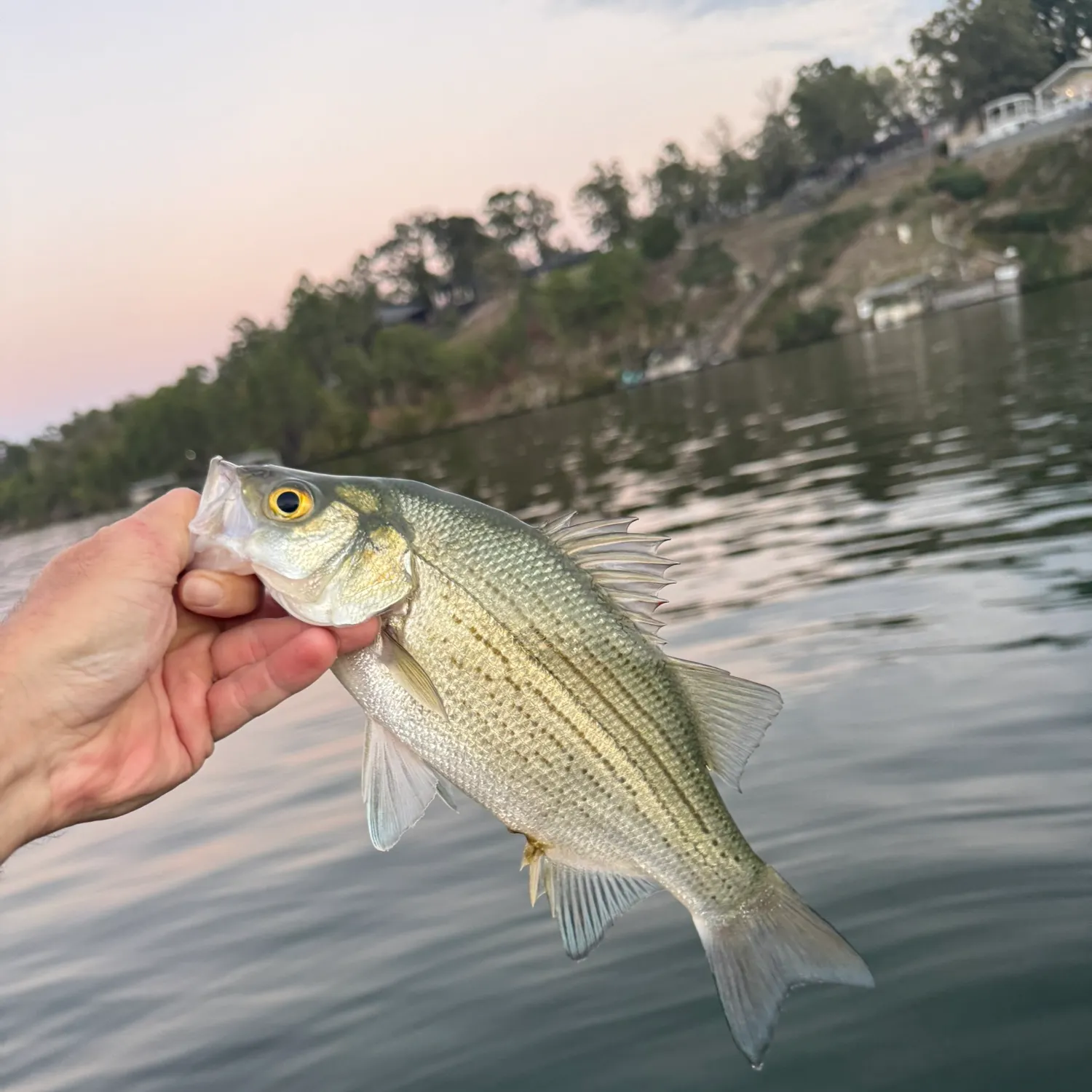 White bass caught on Fishbrain