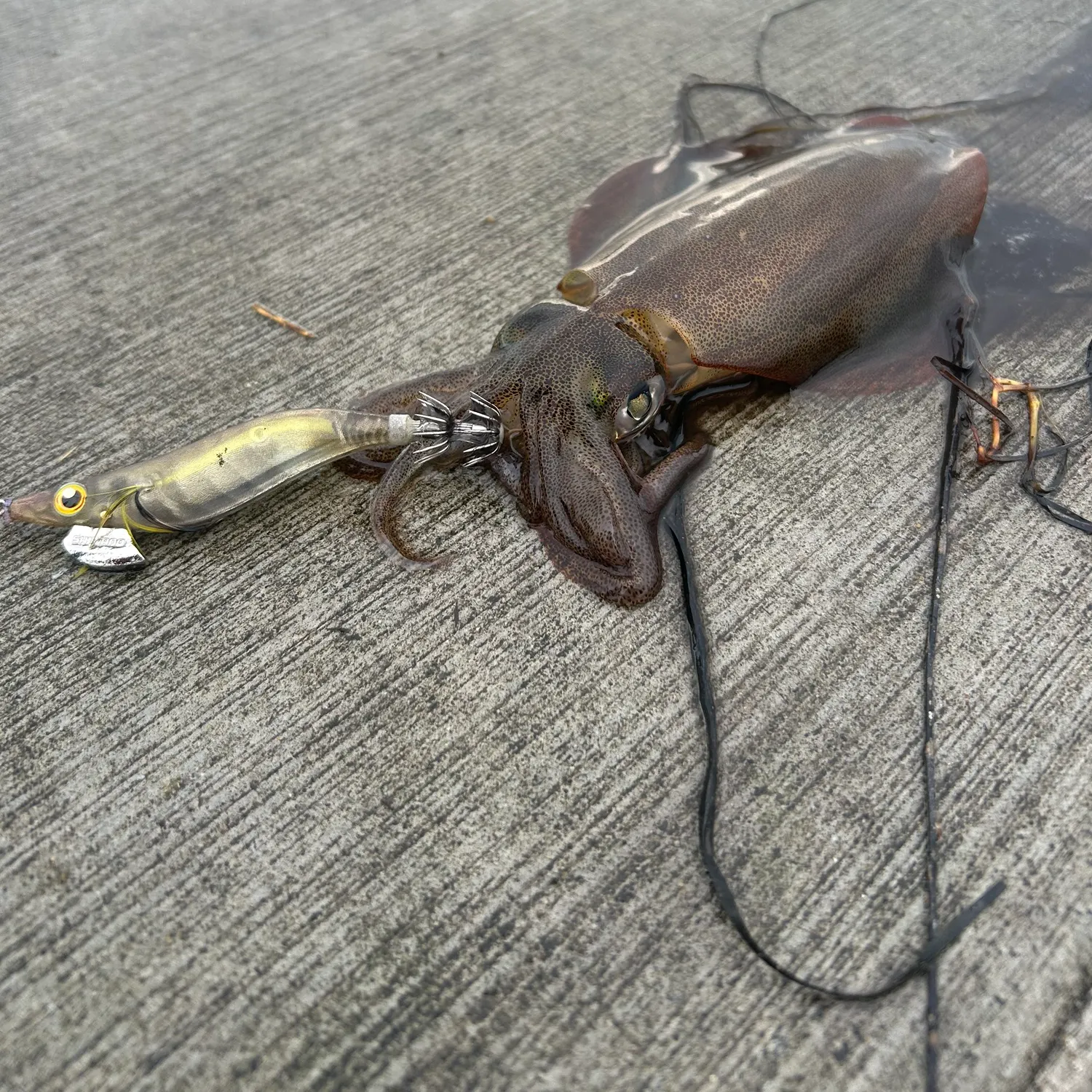 Southern calamari caught on Fishbrain