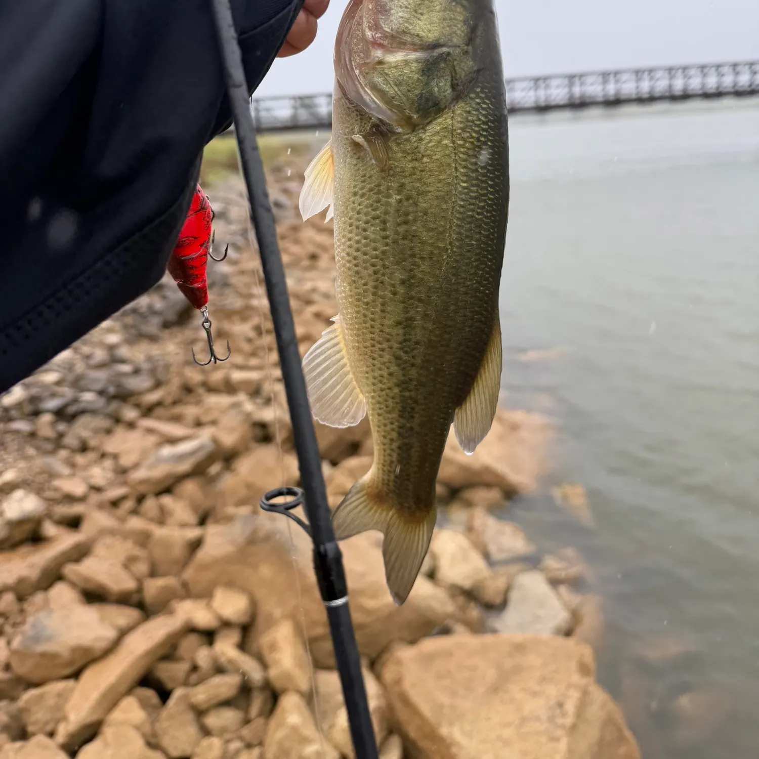 Largemouth bass caught on Fishbrain