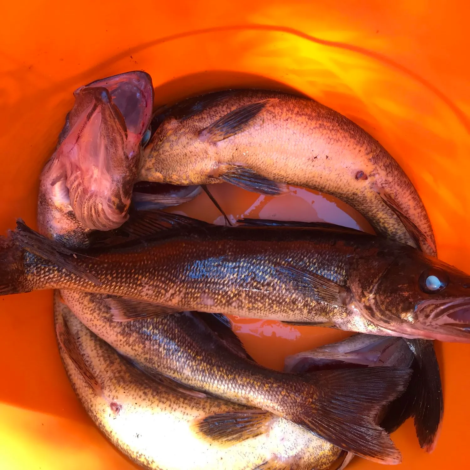 recently logged catches