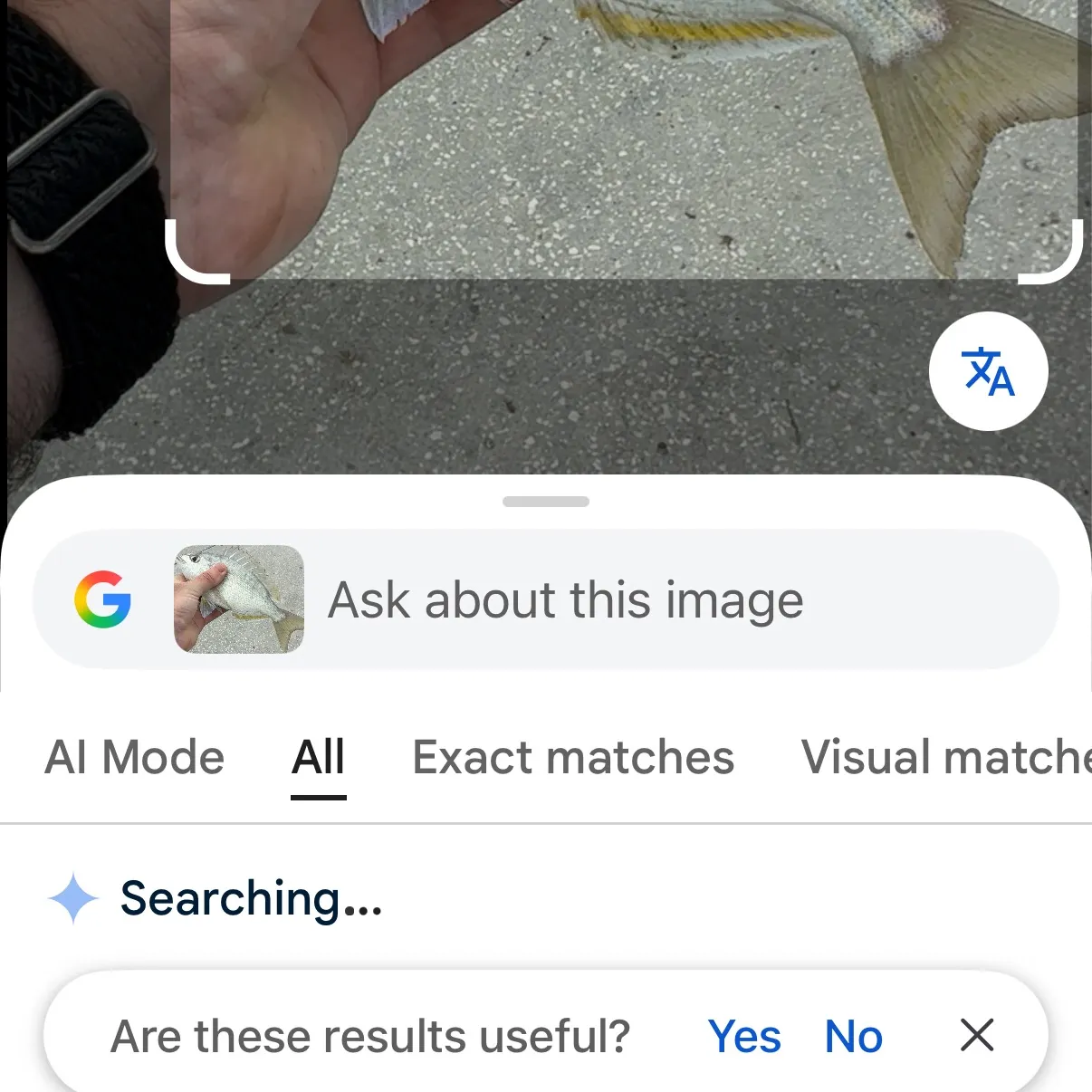 The most recent Pinfish catches on Fishbrain