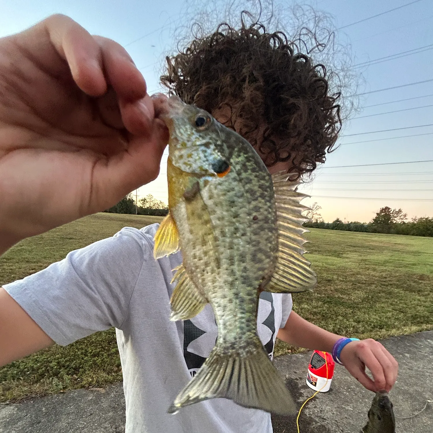 Redear sunfish caught on Fishbrain
