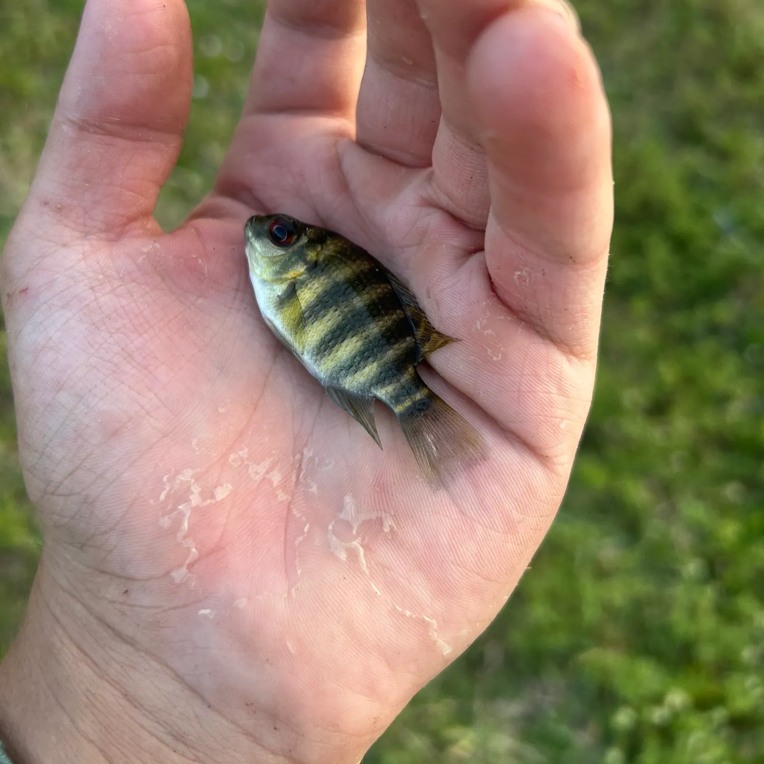 The most recent Zebra tilapia catches on Fishbrain