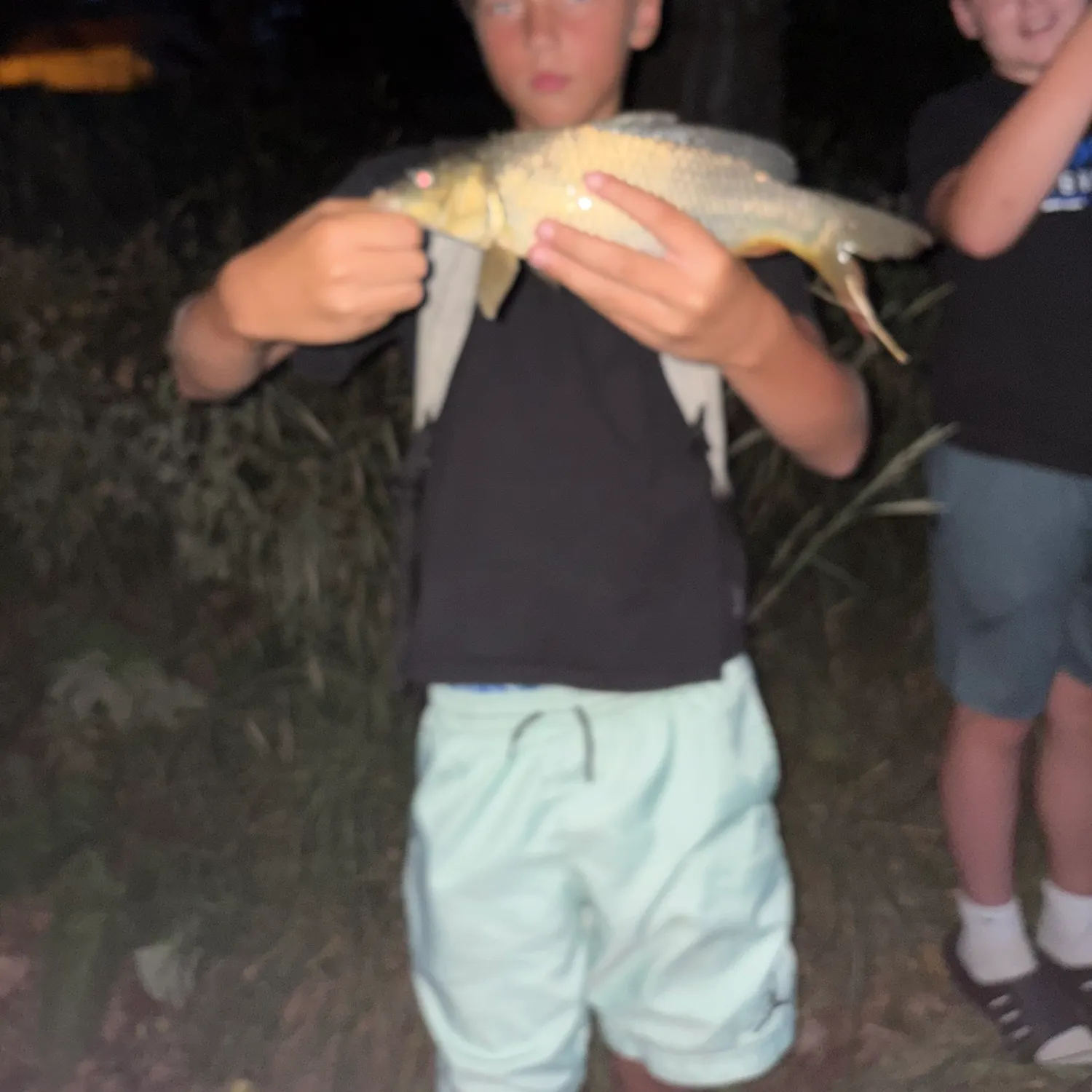 Common carp caught on Fishbrain