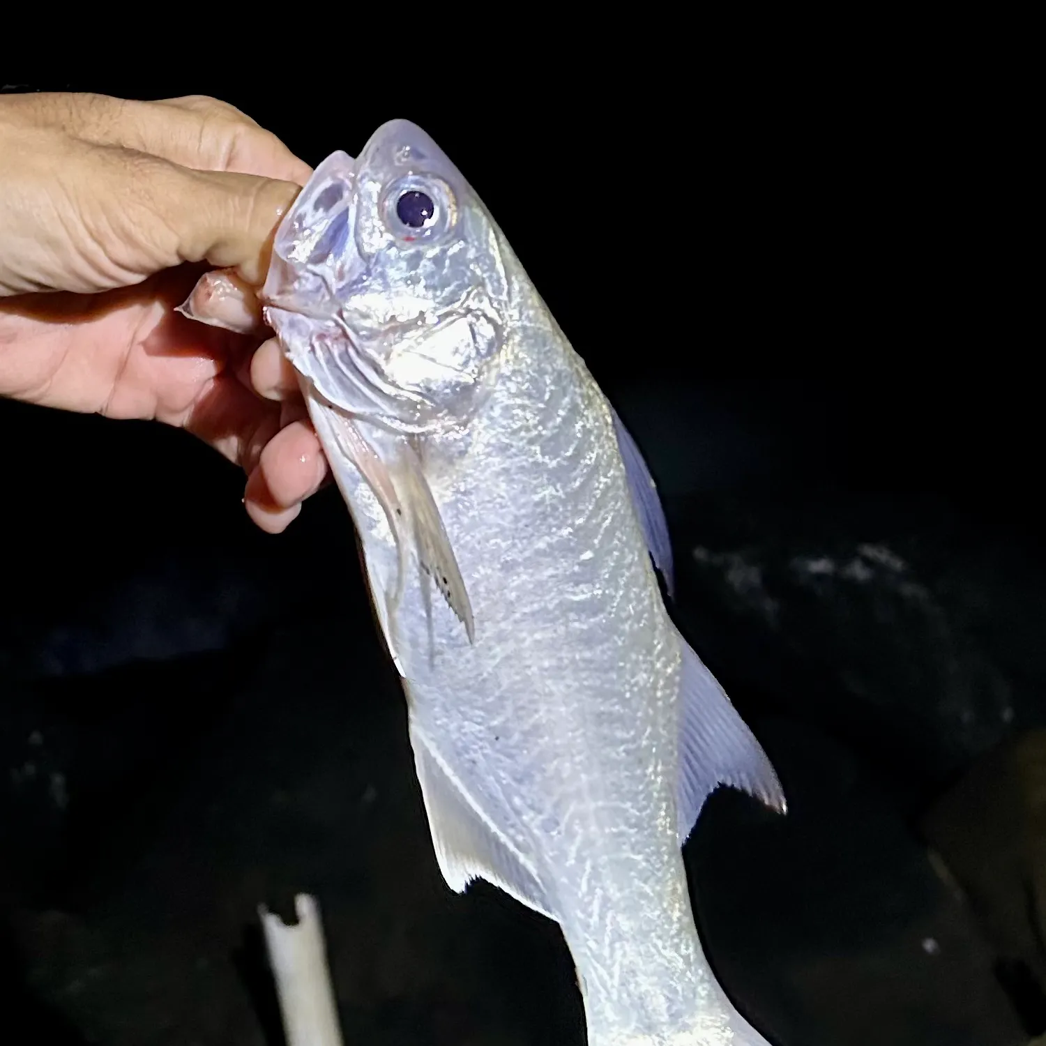 The most recent Sixfinger threadfin catches on Fishbrain