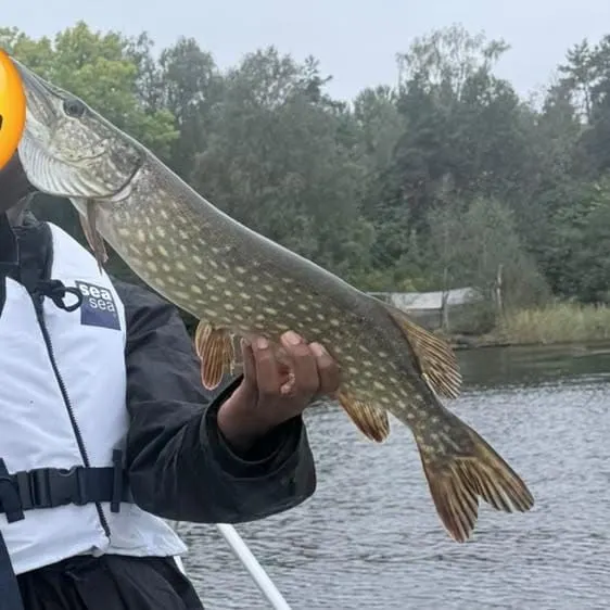 Northern pike caught on Fishbrain