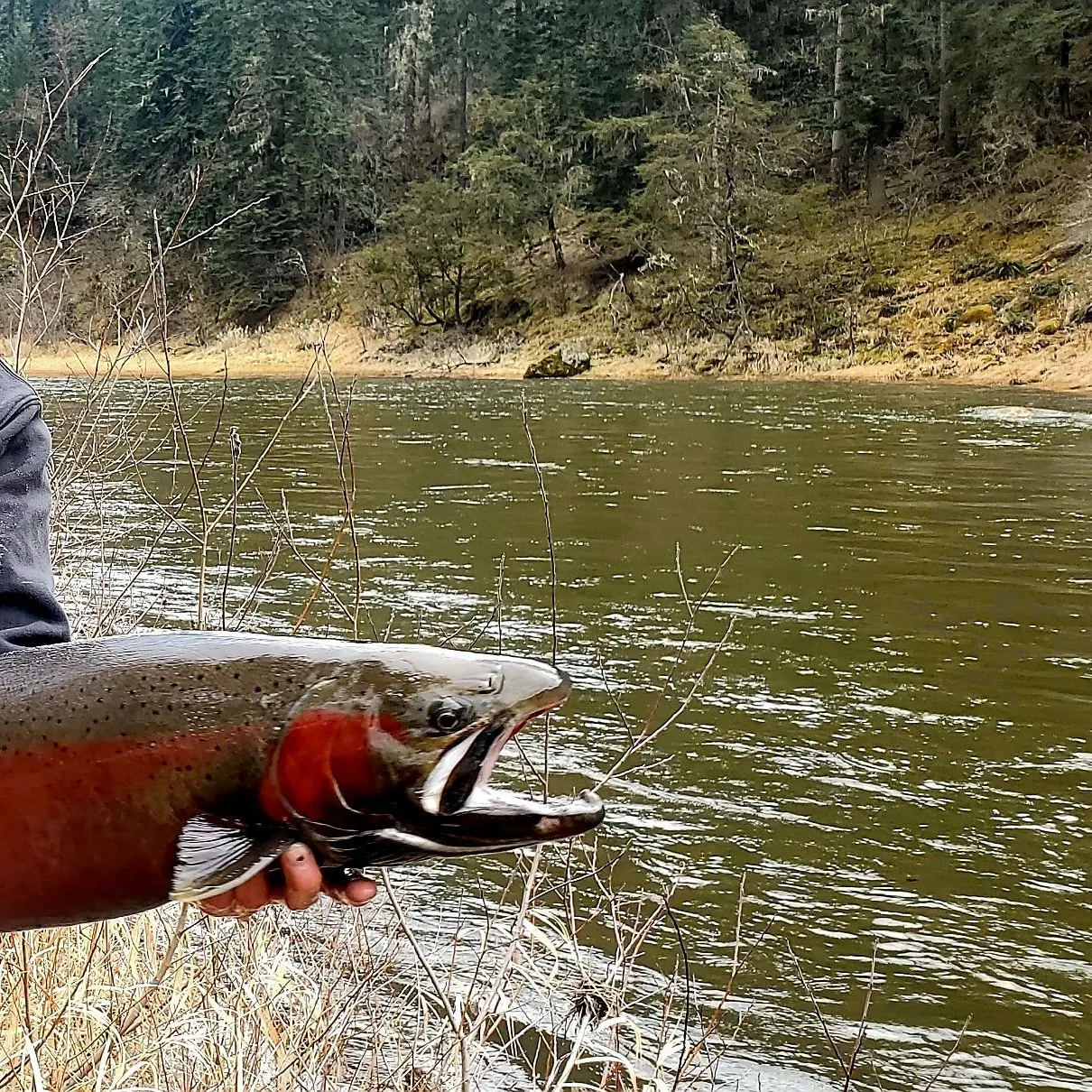 The most recent Steelhead catches on Fishbrain