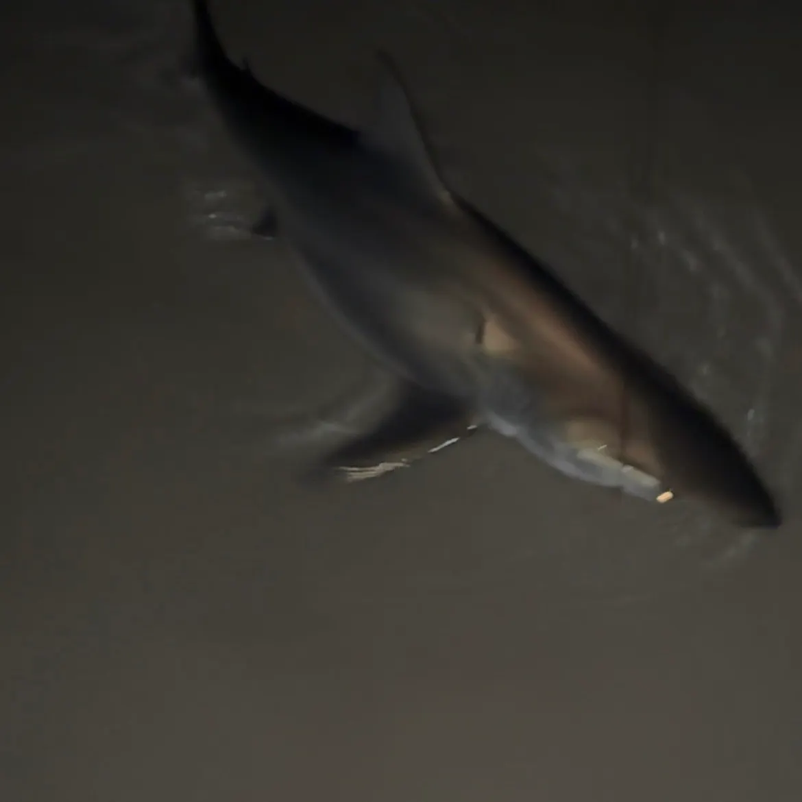 The most recent Spinner shark catches on Fishbrain