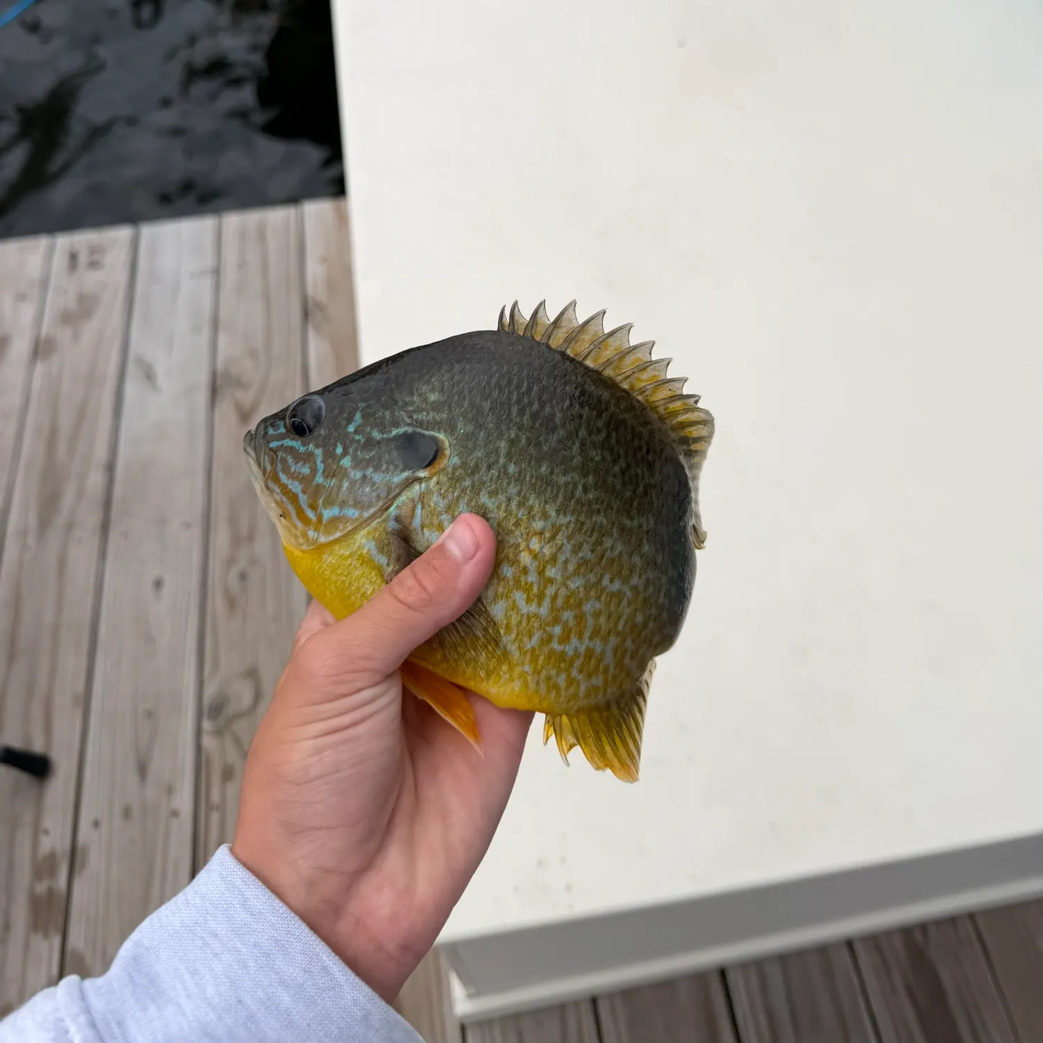 Pumpkinseed caught on Fishbrain