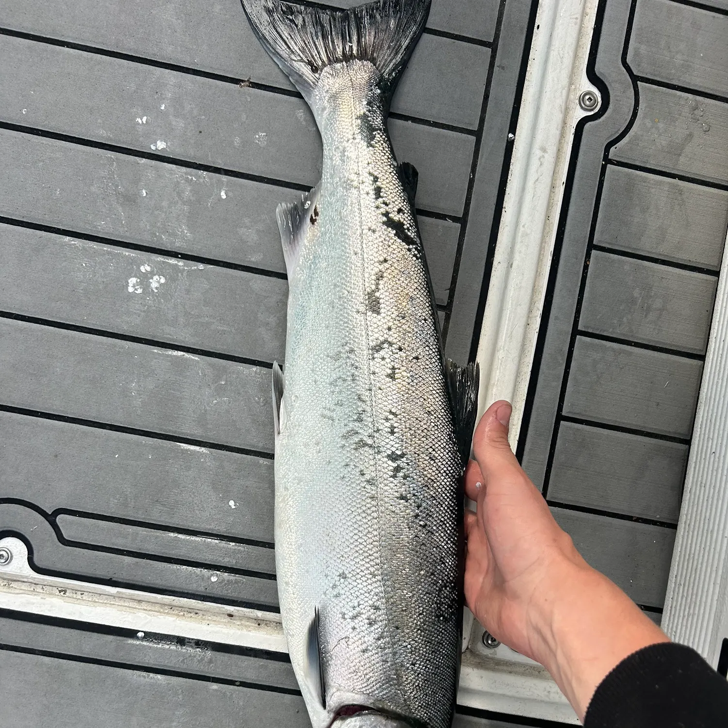 Coho salmon caught on Fishbrain