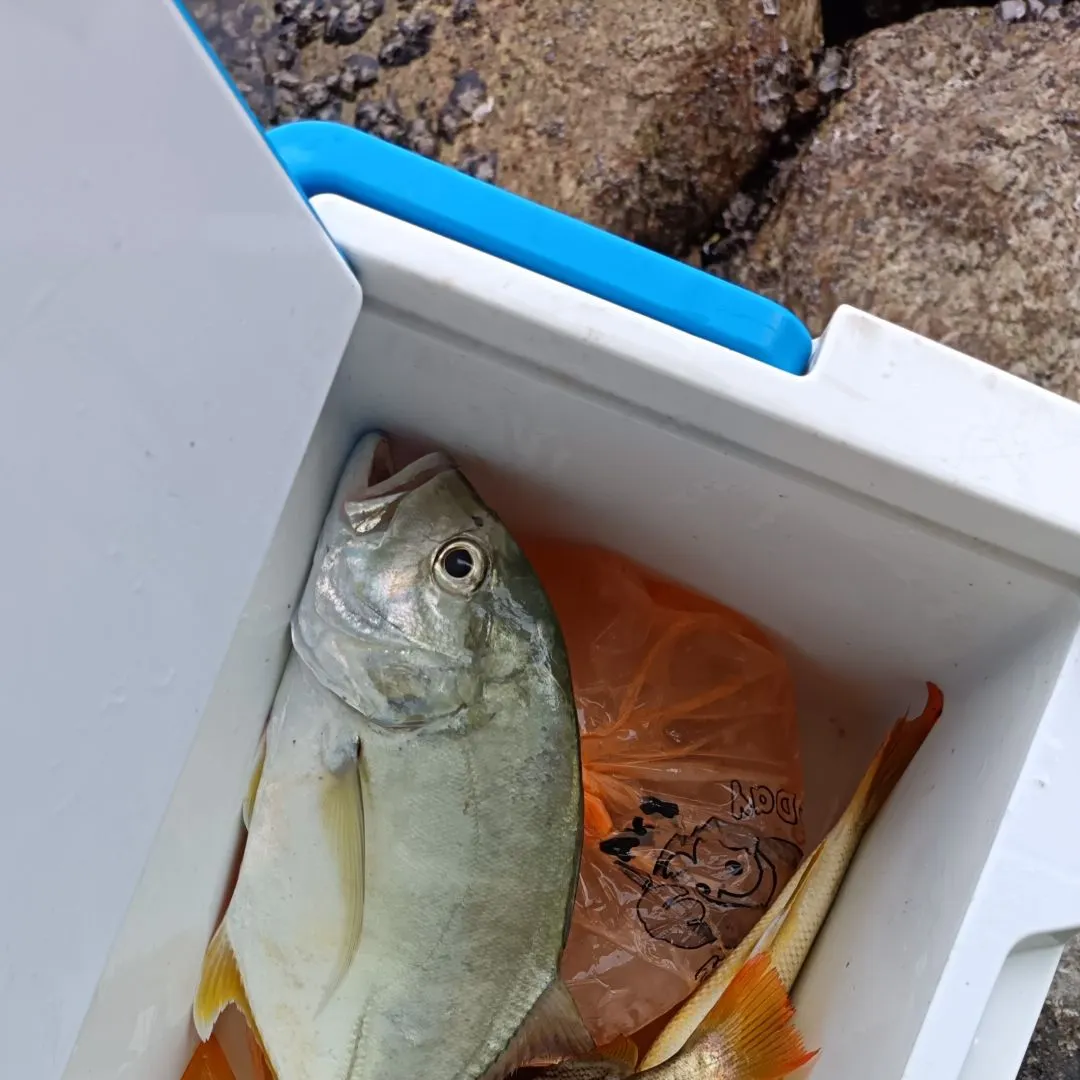 Giant trevally caught on Fishbrain