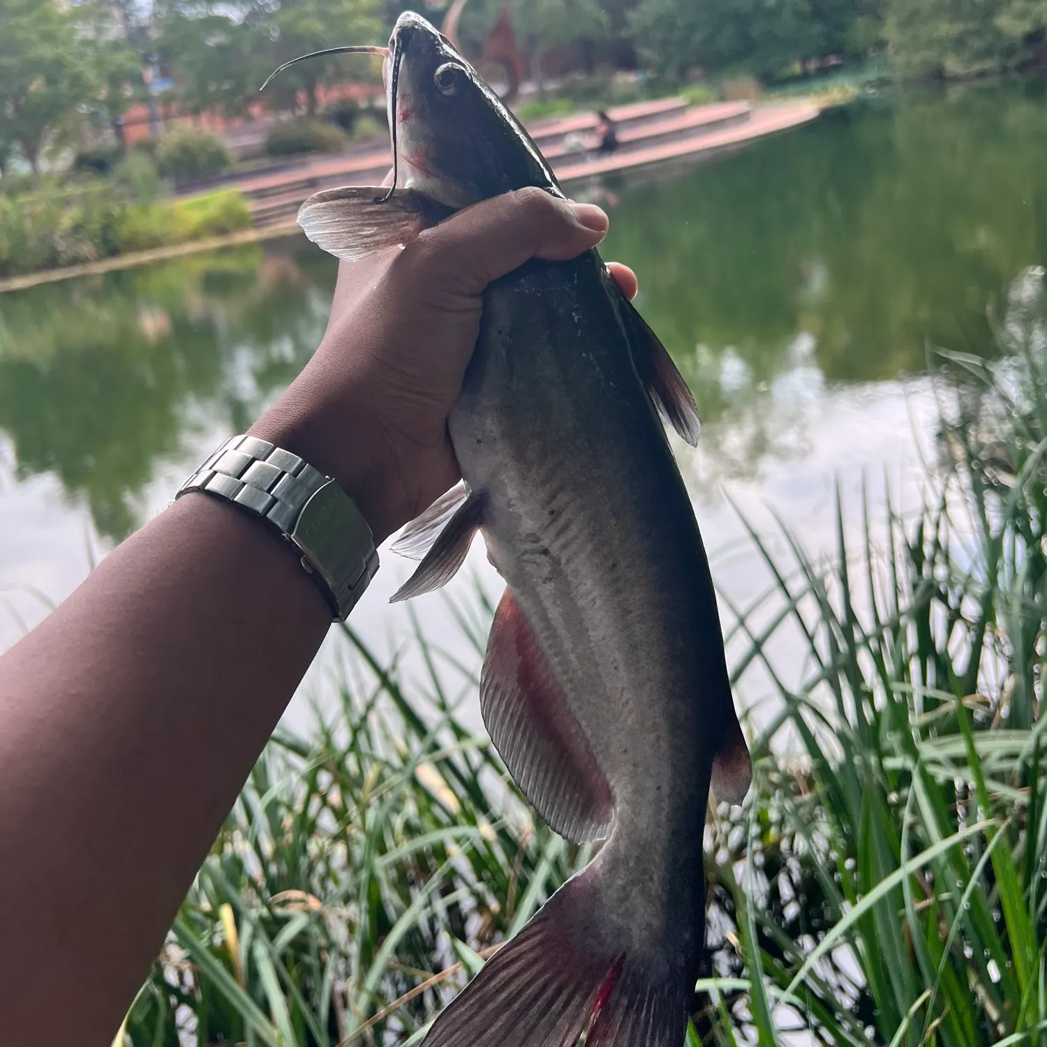 Channel catfish caught on Fishbrain