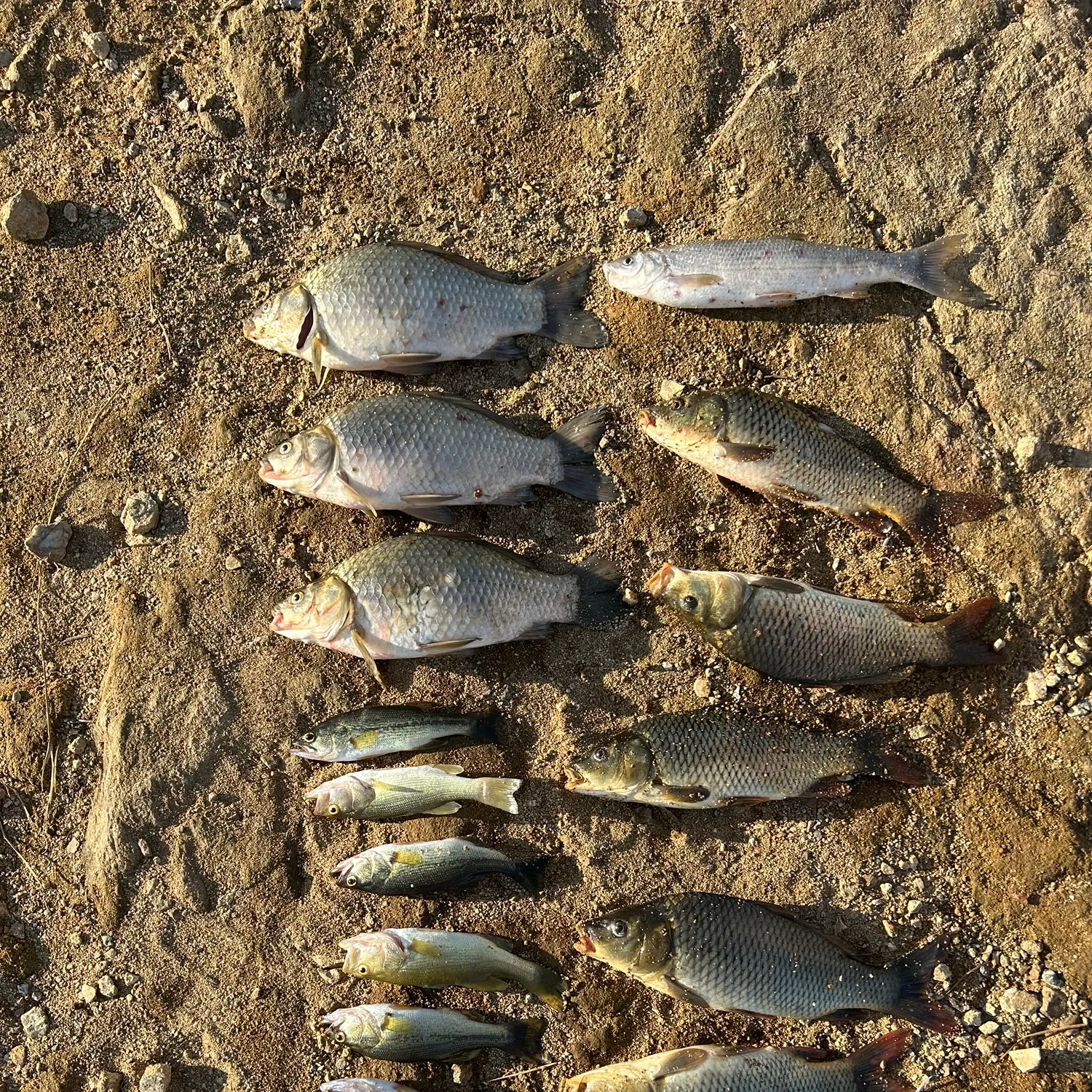 recently logged catches