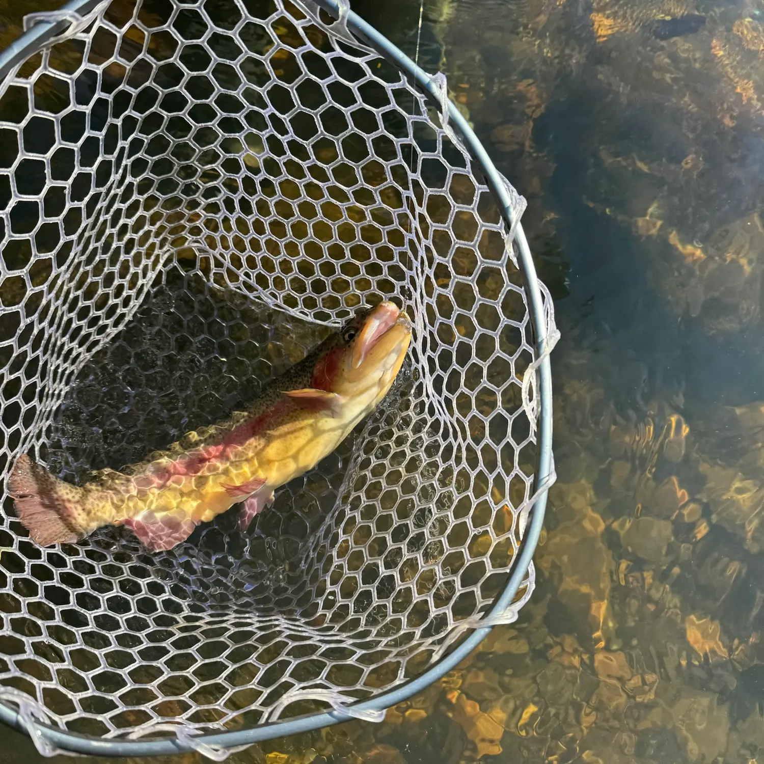 Rainbow trout caught on Fishbrain