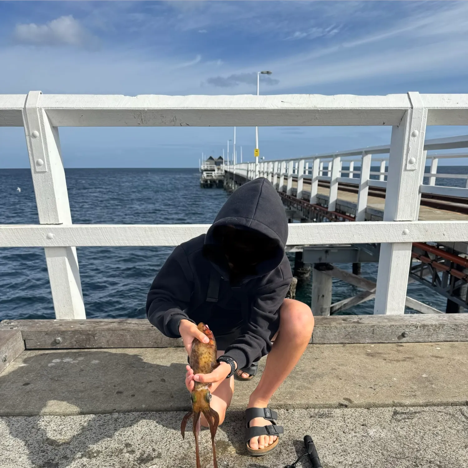 The most recent Southern calamari catches on Fishbrain