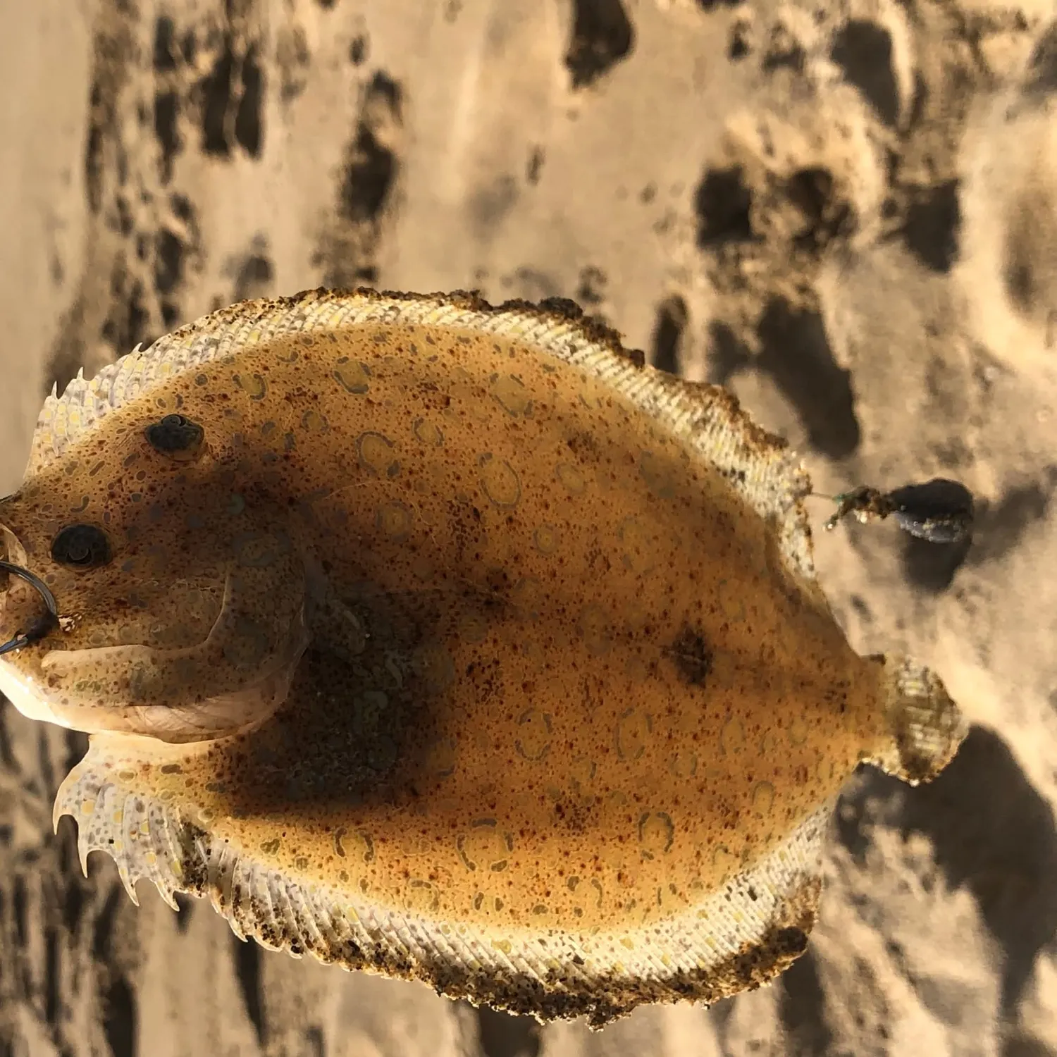 The most recent Smalltooth flounder catches on Fishbrain