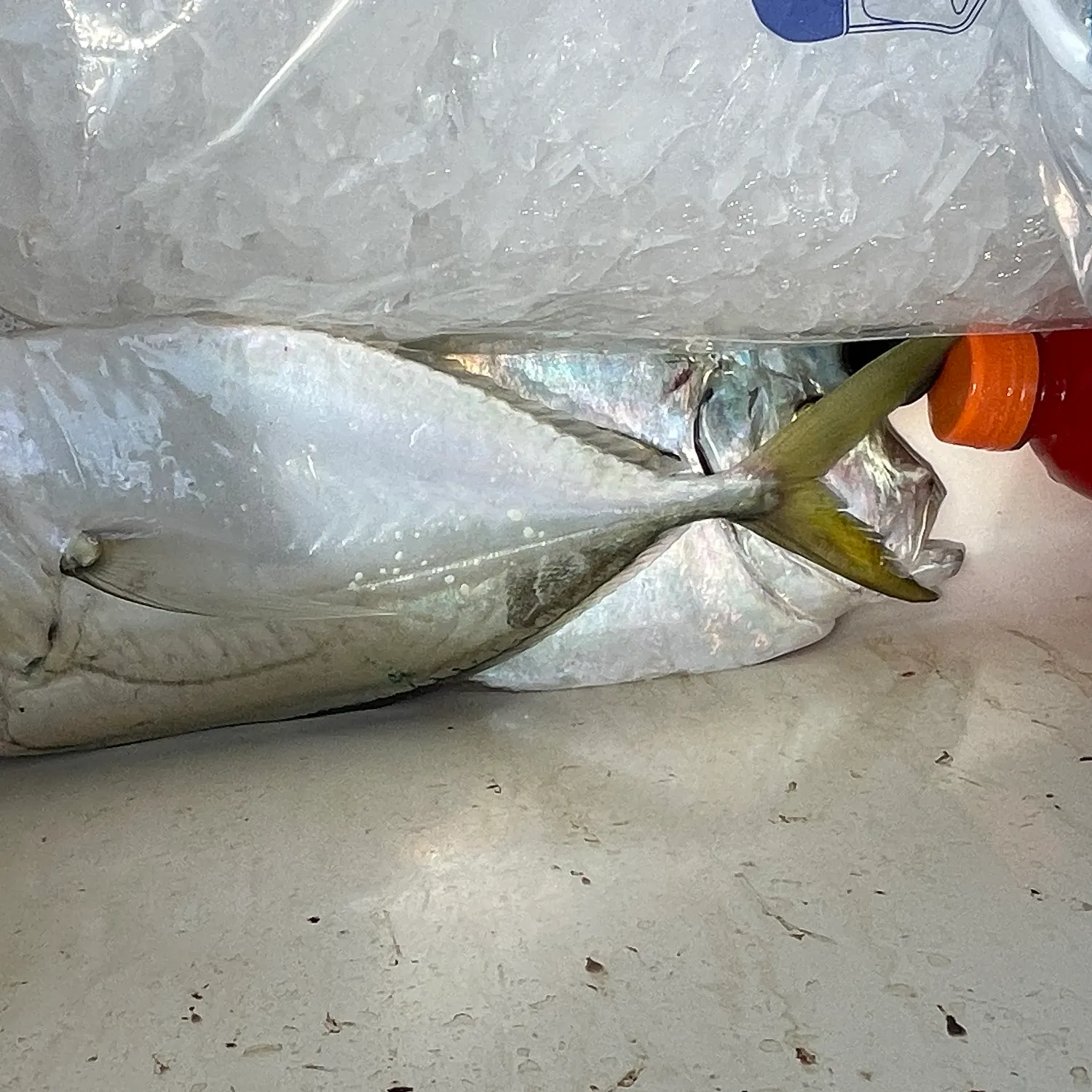 The most recent Atlantic moonfish catches on Fishbrain