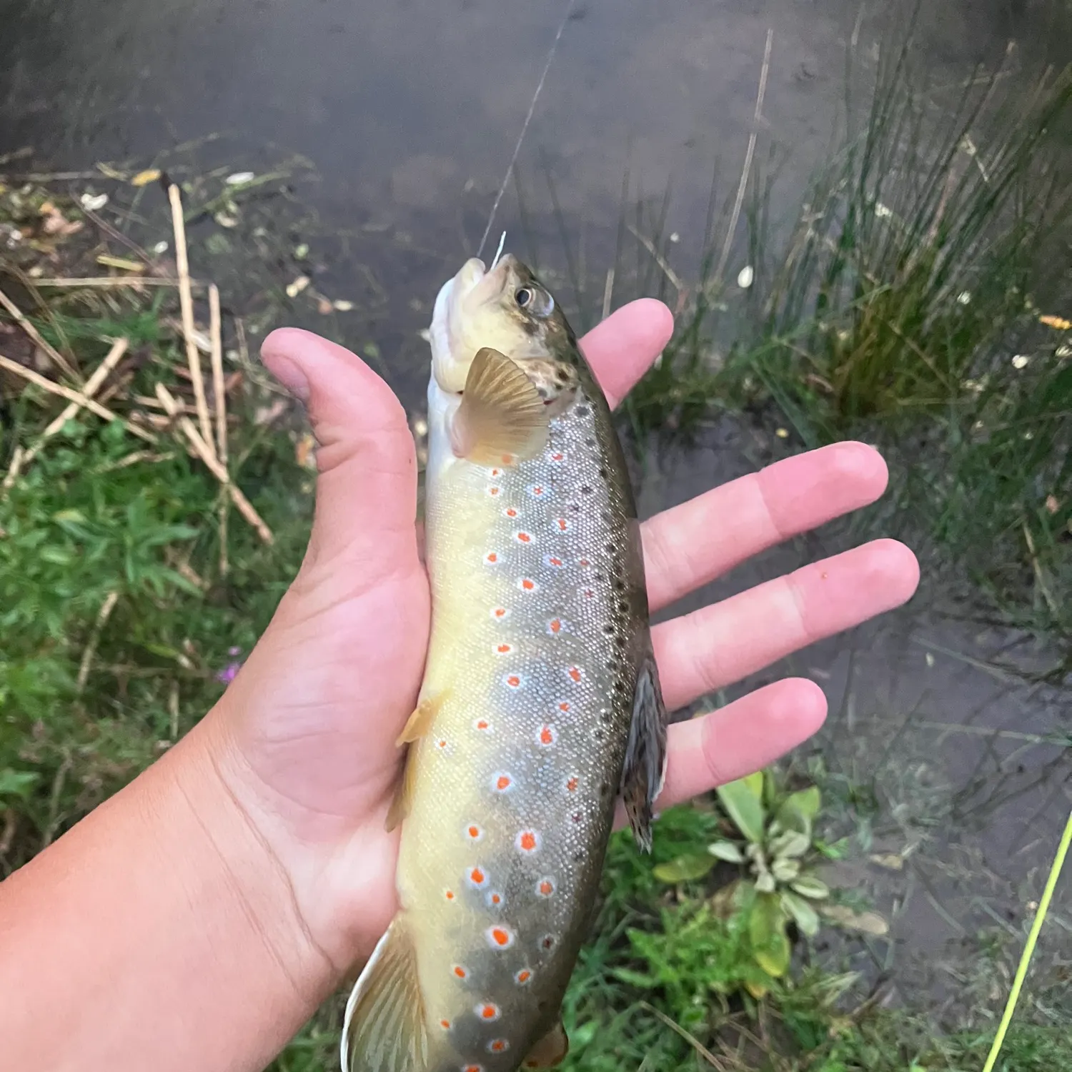 Brown trout caught on Fishbrain