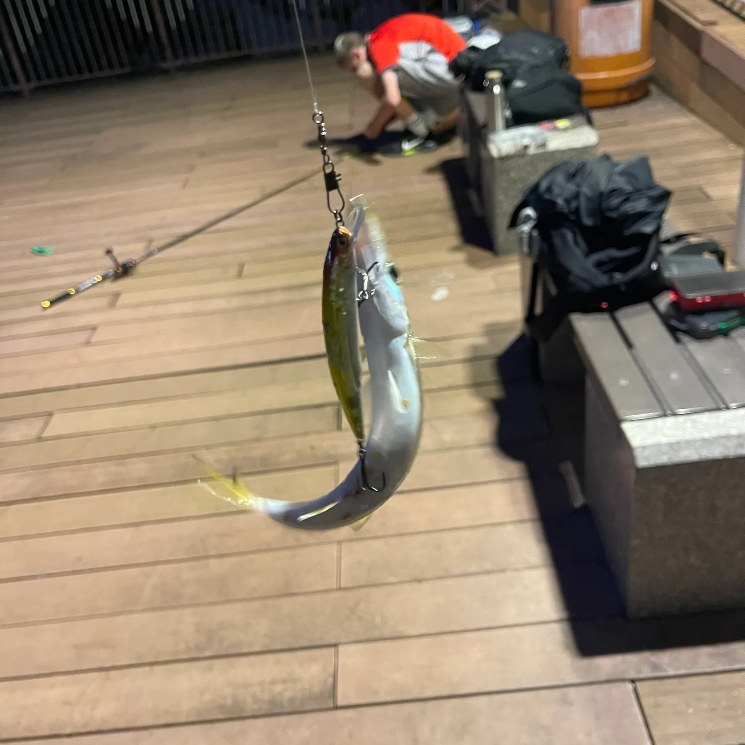 The most recent Pickhandle barracuda catches on Fishbrain