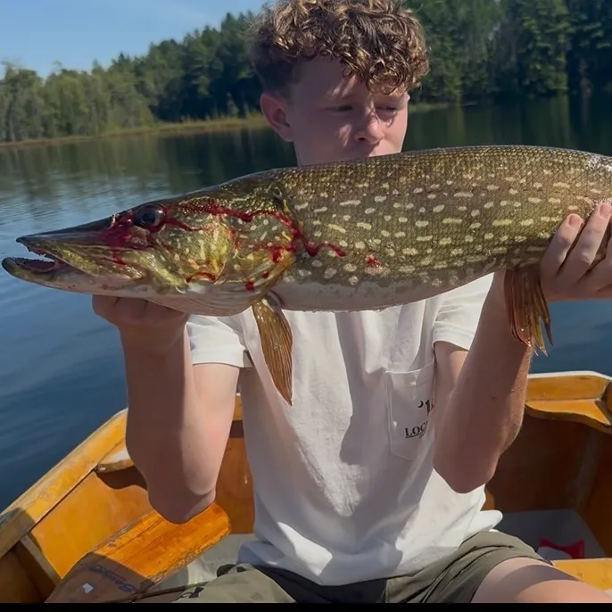 Northern pike caught on Fishbrain