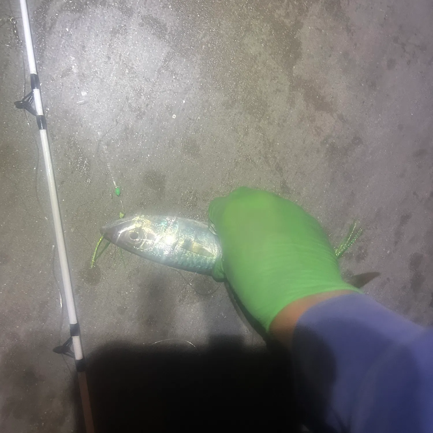 The most recent Pacific chub mackerel catches on Fishbrain