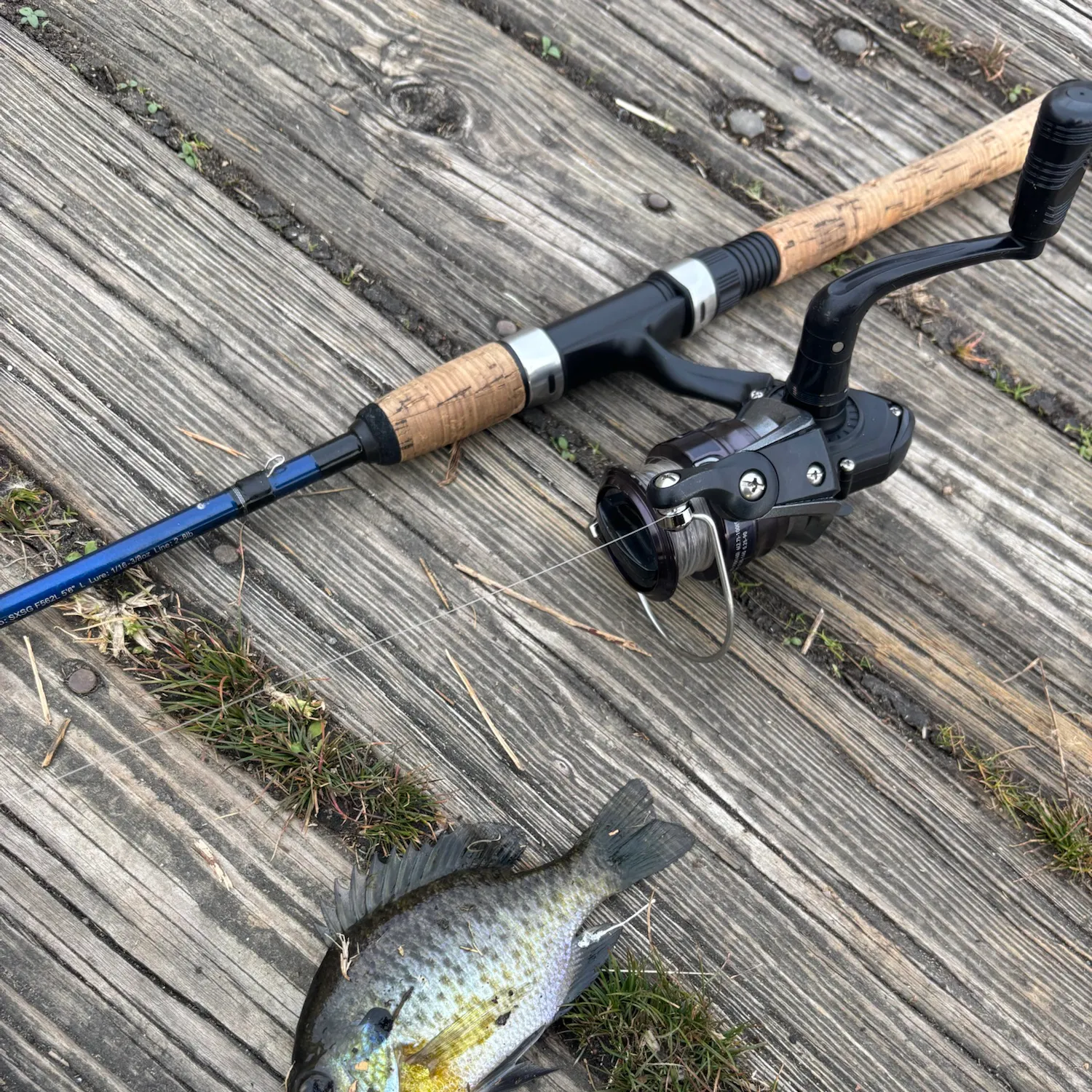 Bluegill caught on Fishbrain