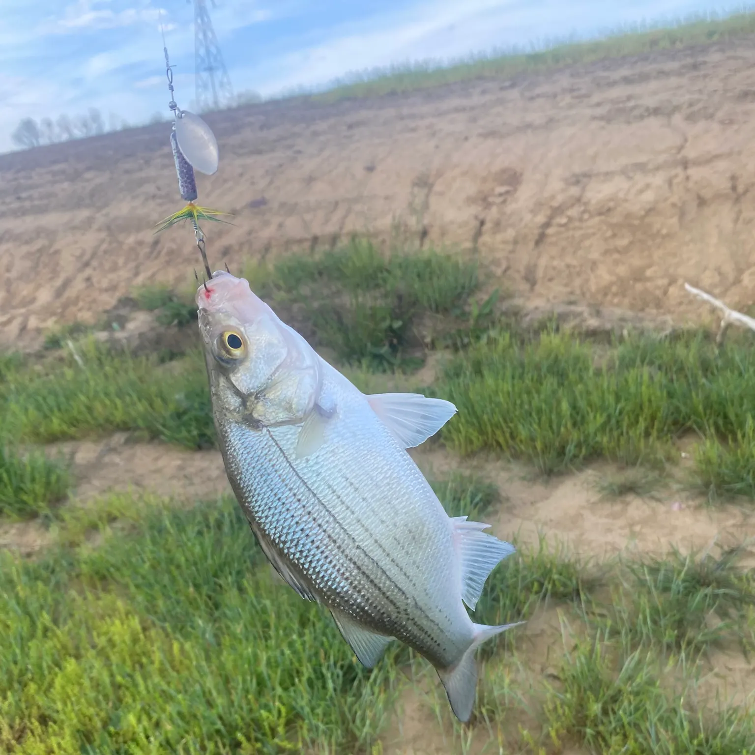The most recent White bass catches on Fishbrain