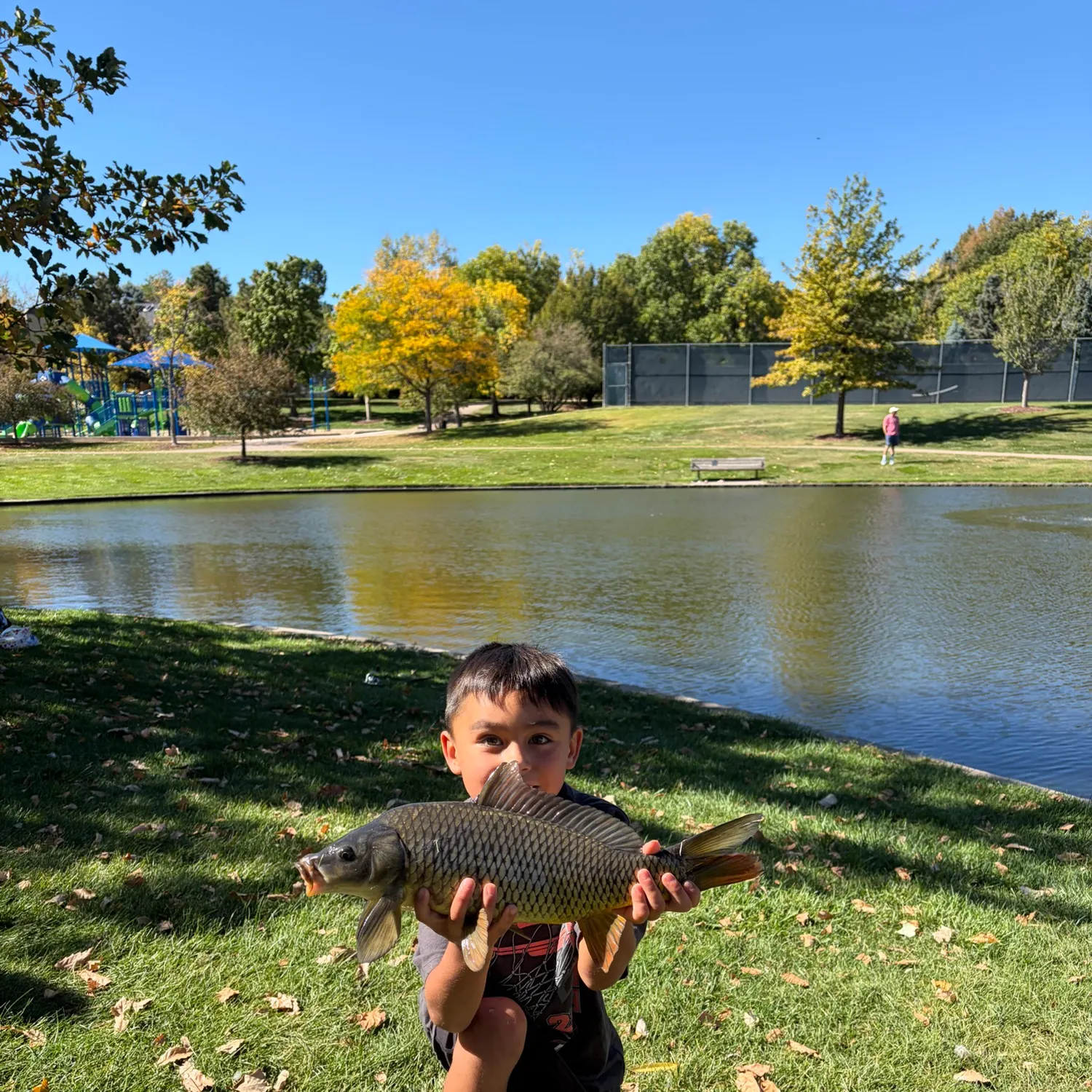 Common carp caught on Fishbrain