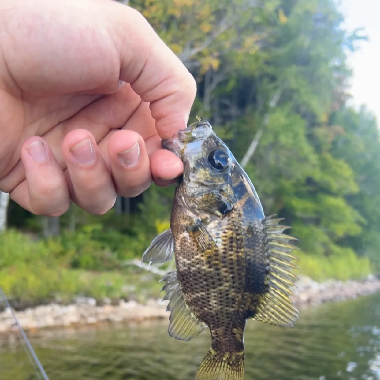 Rock bass caught on Fishbrain
