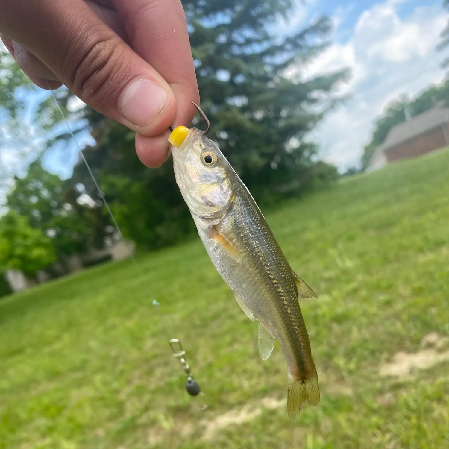 angler catch