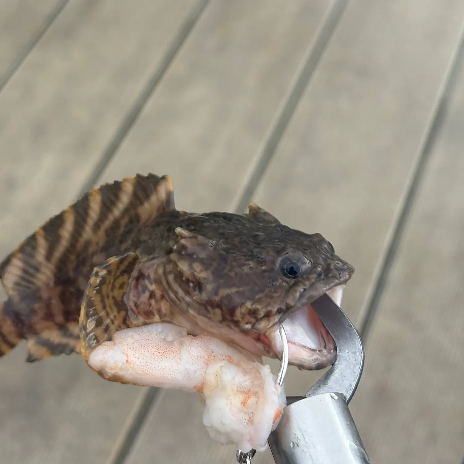 The most recent Gulf toadfish catches on Fishbrain