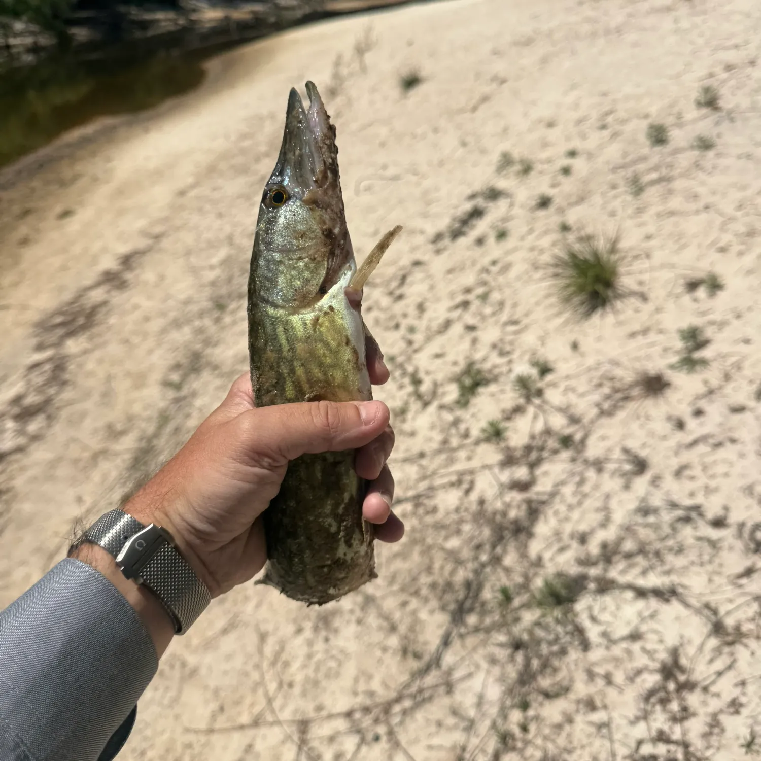 catch