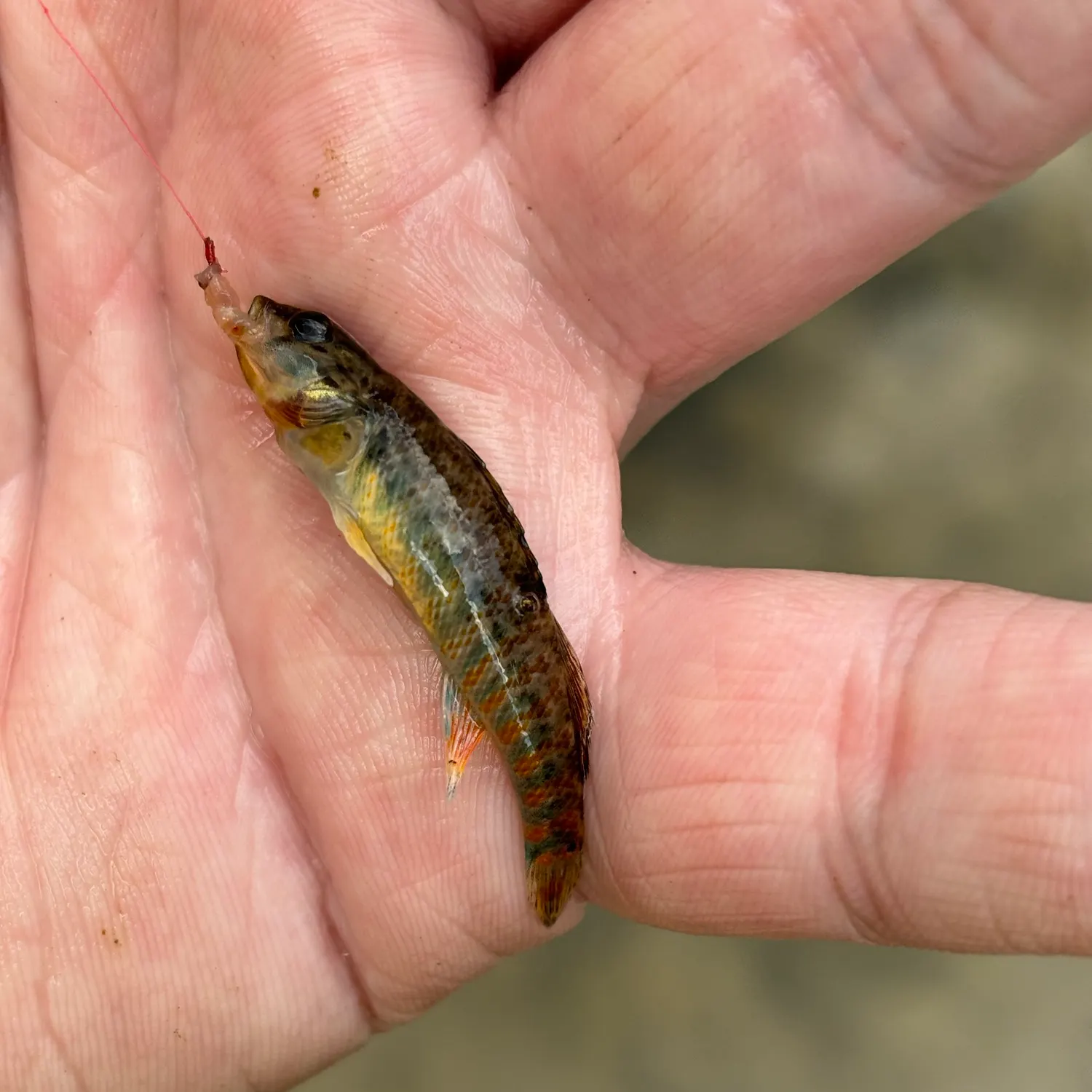 Rainbow darter caught on Fishbrain