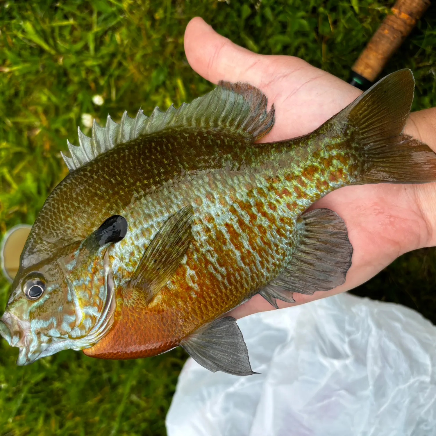 The most recent Redbreast sunfish x bluegill catches on Fishbrain