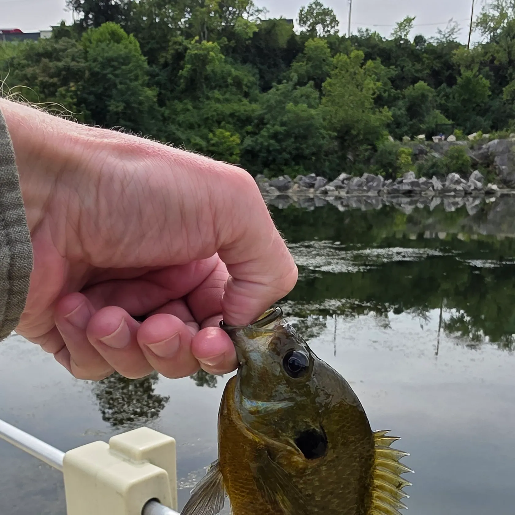 Greengill hybrid caught on Fishbrain