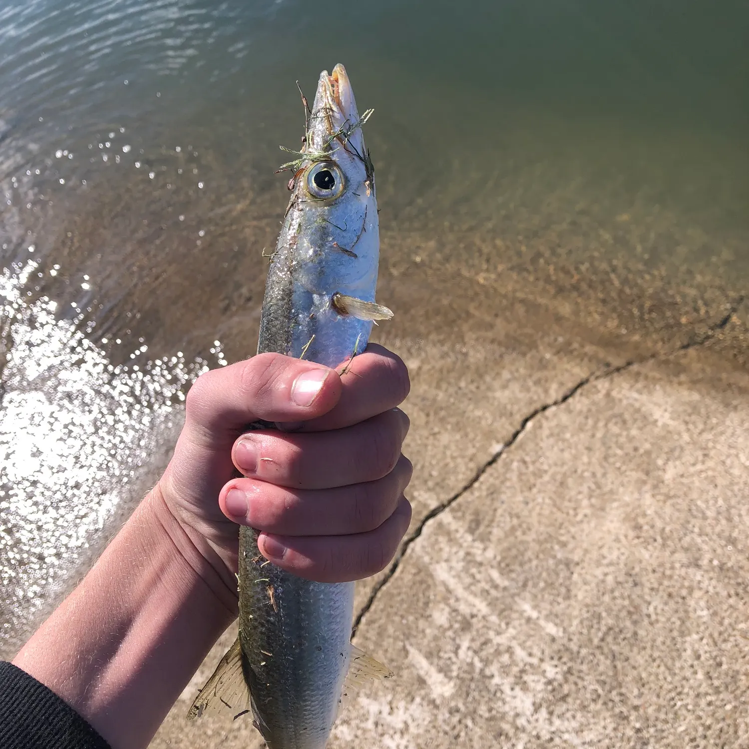 The most recent Yellowstripe barracuda catches on Fishbrain