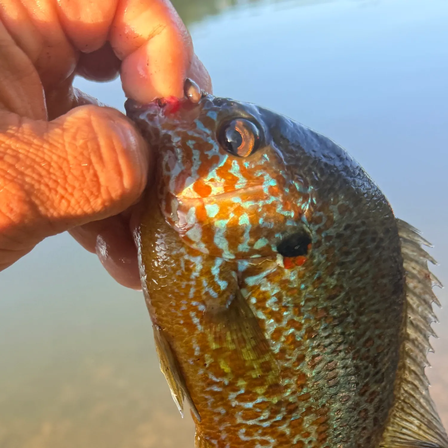 The most recent Greengill hybrid catches on Fishbrain
