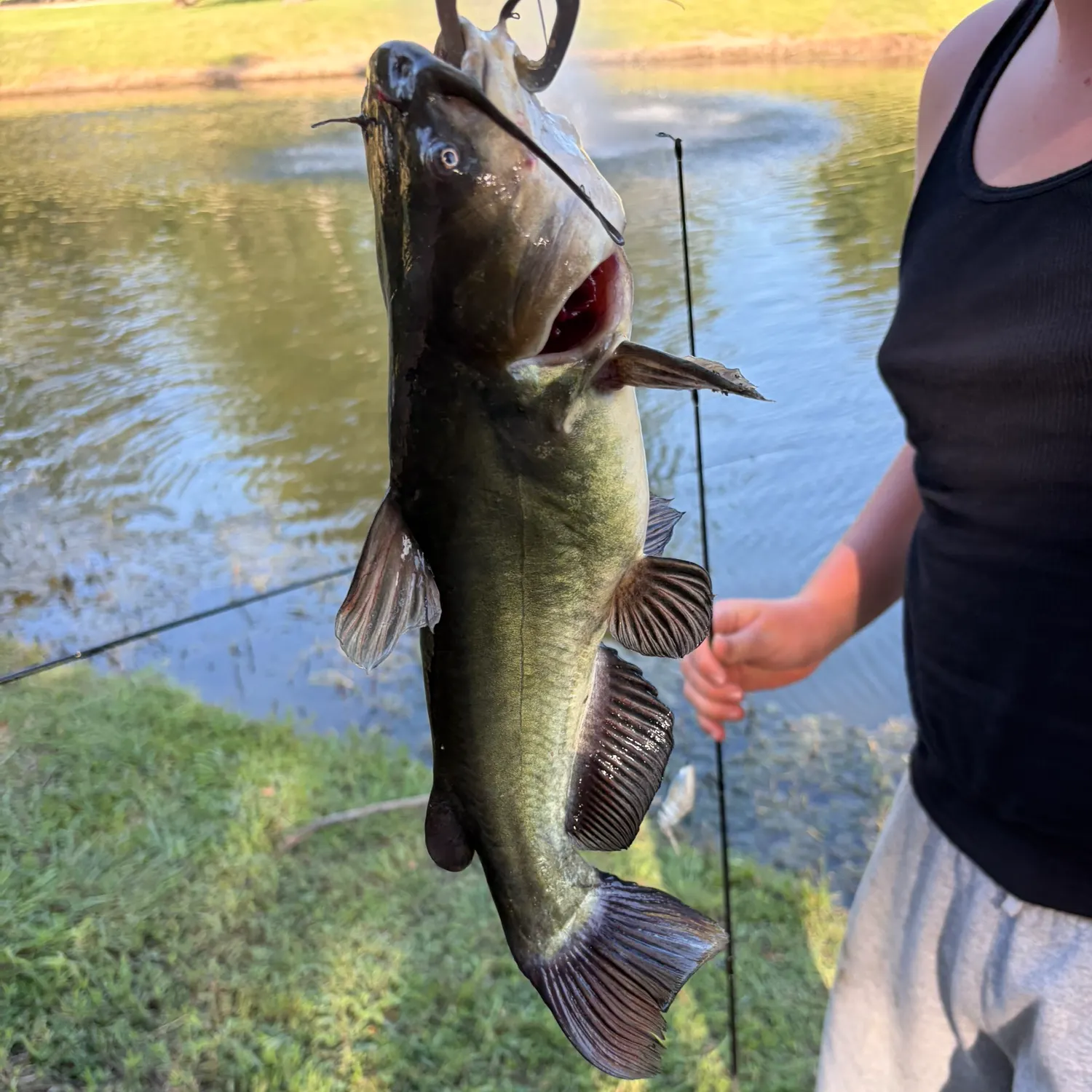 Brown bullhead caught on Fishbrain
