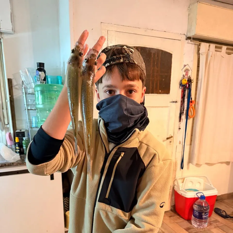 The most recent Argentinian silverside catches on Fishbrain